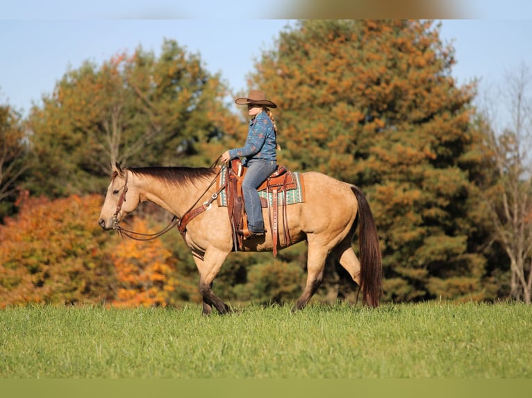 American Quarter Horse Ruin 9 Jaar Buckskin in Clarion