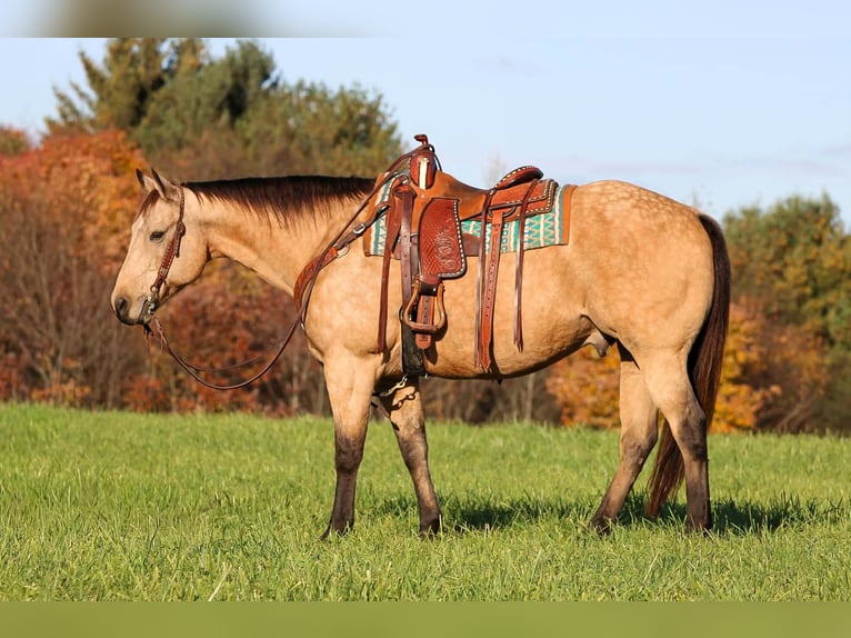 American Quarter Horse Ruin 9 Jaar Buckskin in Clarion