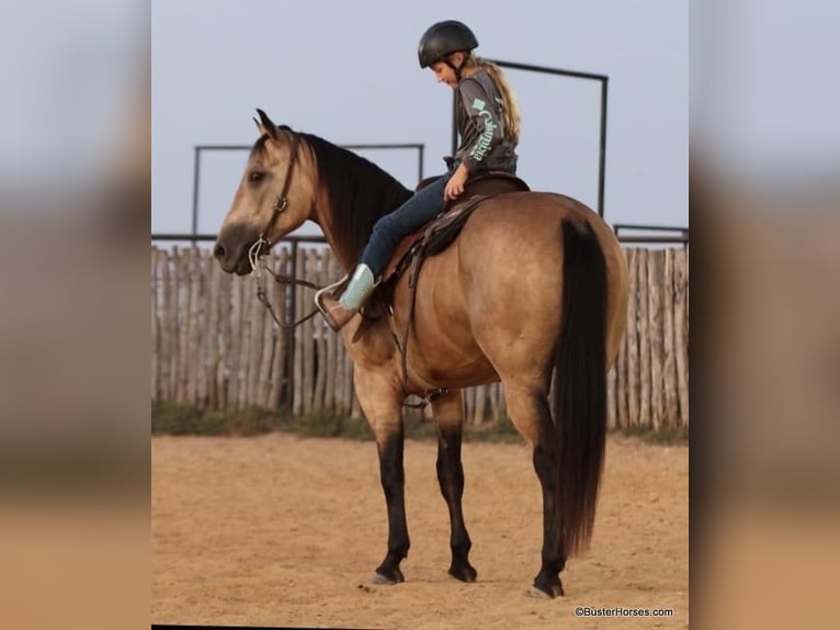 American Quarter Horse Ruin 9 Jaar Buckskin in Weatherford Tx