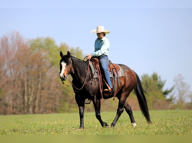 American Quarter Horse Ruin 9 Jaar Donkerbruin in Clarion, PA