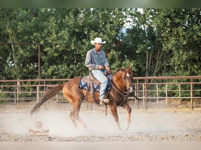 American Quarter Horse Ruin 9 Jaar Donkere-vos in Caldwell