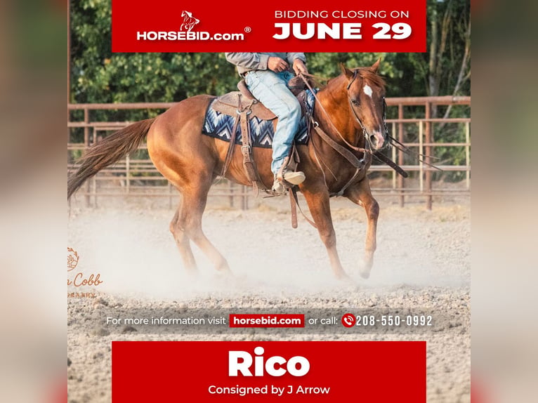 American Quarter Horse Ruin 9 Jaar Donkere-vos in Caldwell