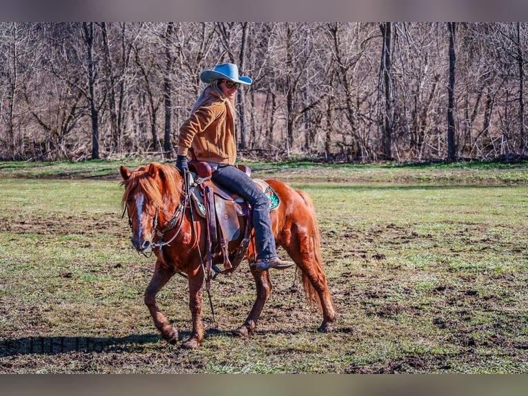American Quarter Horse Ruin 9 Jaar Donkere-vos in flemingsburg Ky