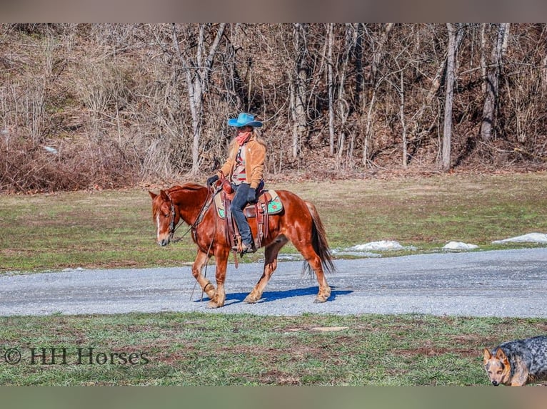 American Quarter Horse Ruin 9 Jaar Donkere-vos in flemingsburg Ky