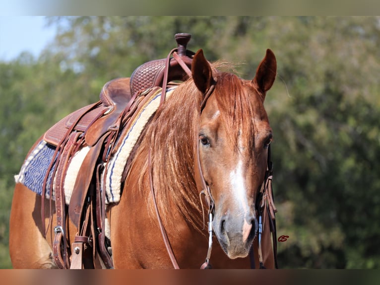 American Quarter Horse Ruin 9 Jaar Donkere-vos in Graham TX