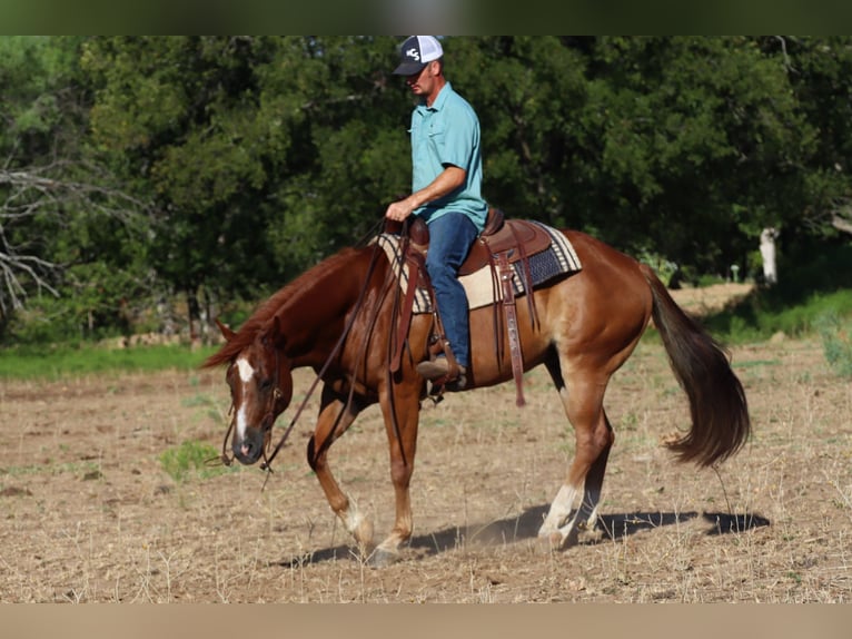 American Quarter Horse Ruin 9 Jaar Donkere-vos in Graham TX