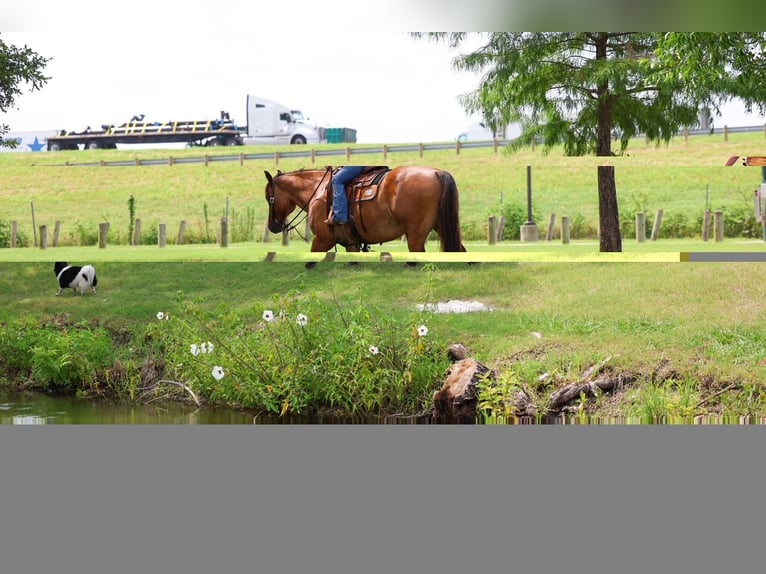 American Quarter Horse Ruin 9 Jaar Falbe in Terrell