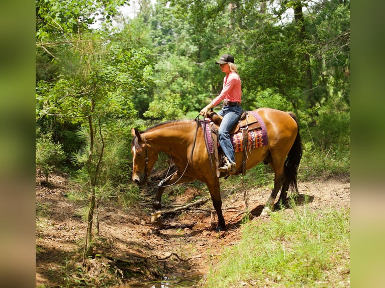 American Quarter Horse Ruin 9 Jaar Falbe in Huntsville TX