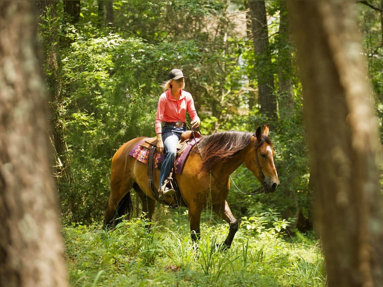 American Quarter Horse Ruin 9 Jaar Falbe in Huntsville TX