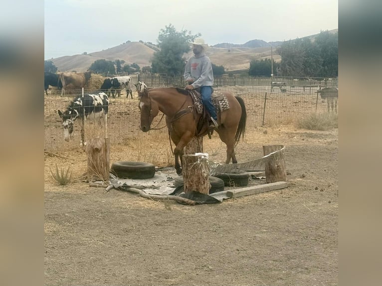 American Quarter Horse Ruin 9 Jaar Falbe in Paicines, CA