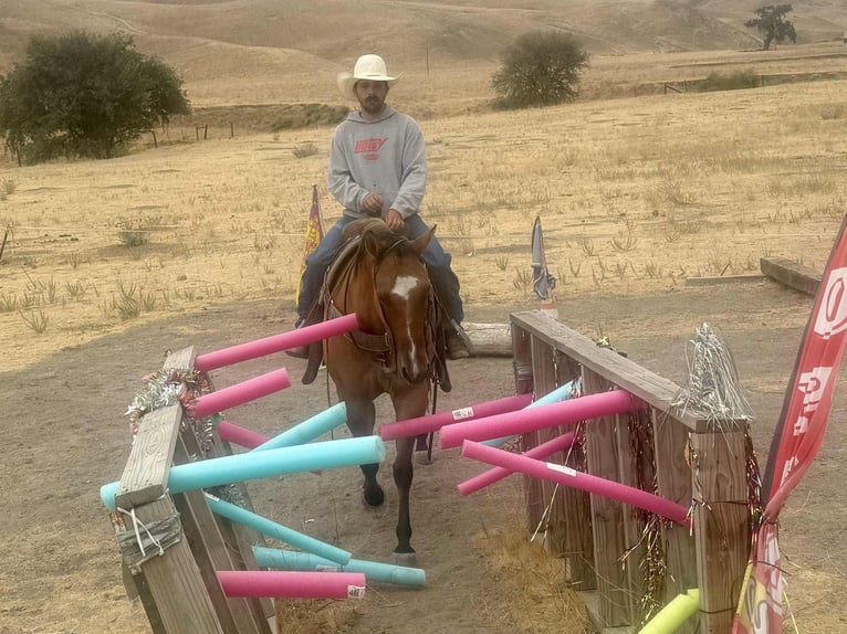 American Quarter Horse Ruin 9 Jaar Falbe in Paicines, CA