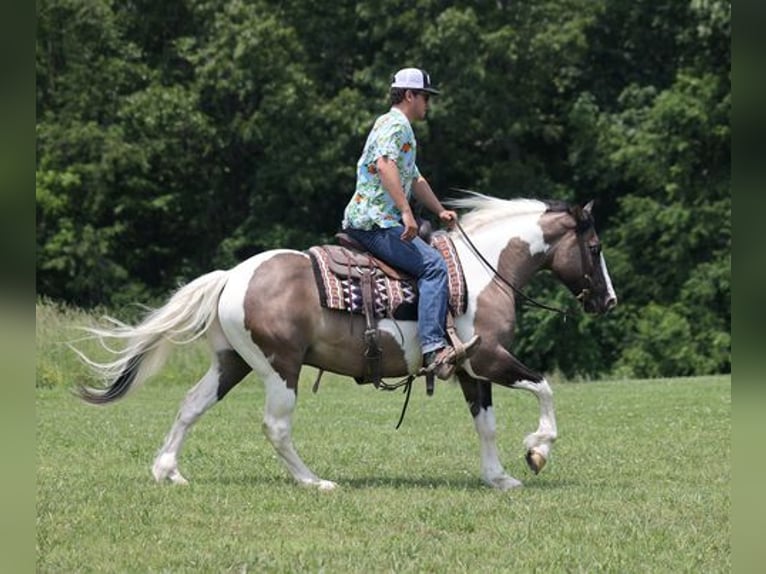 American Quarter Horse Ruin 9 Jaar Grullo in Mount Vernon, KY