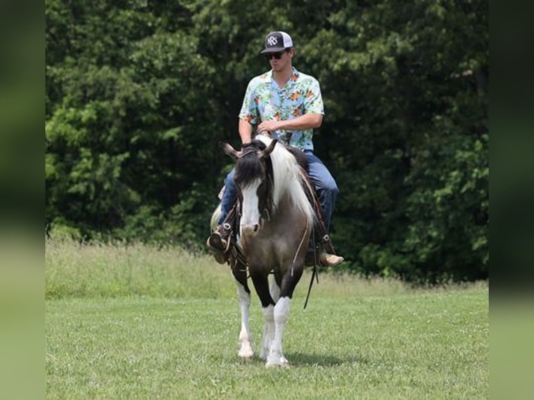 American Quarter Horse Ruin 9 Jaar Grullo in Mount Vernon, KY