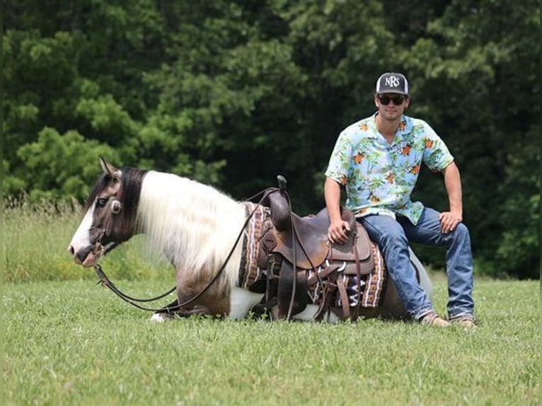 American Quarter Horse Ruin 9 Jaar Grullo in Mount Vernon, KY