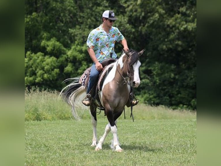 American Quarter Horse Ruin 9 Jaar Grullo in Mount Vernon, KY