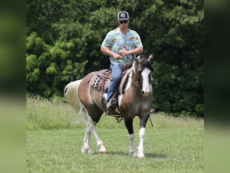 American Quarter Horse Ruin 9 Jaar Grullo in Mount Vernon, KY