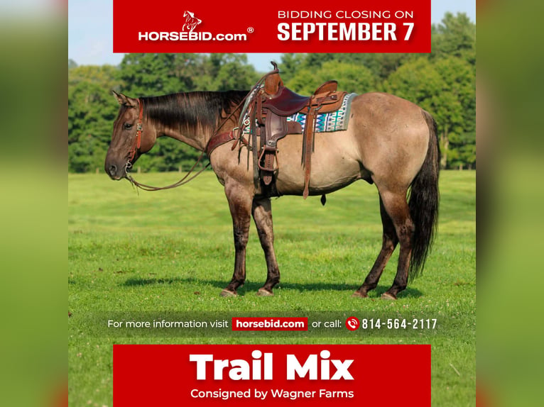 American Quarter Horse Ruin 9 Jaar Grullo in Clarion