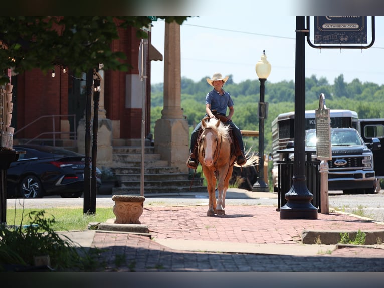 American Quarter Horse Ruin 9 Jaar Palomino in Ripley
