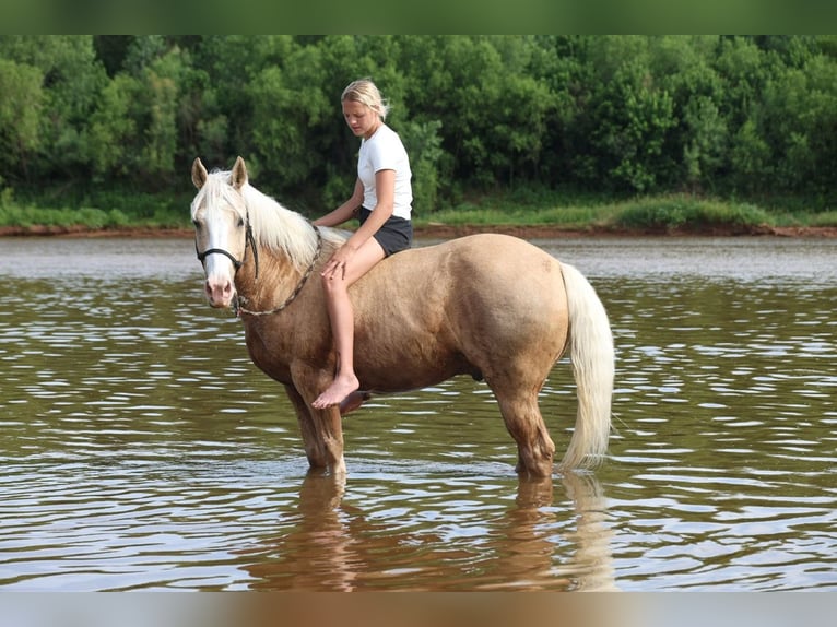 American Quarter Horse Ruin 9 Jaar Palomino in Ripley