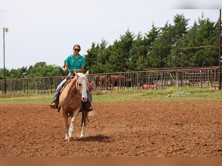 American Quarter Horse Ruin 9 Jaar Palomino in Ripley