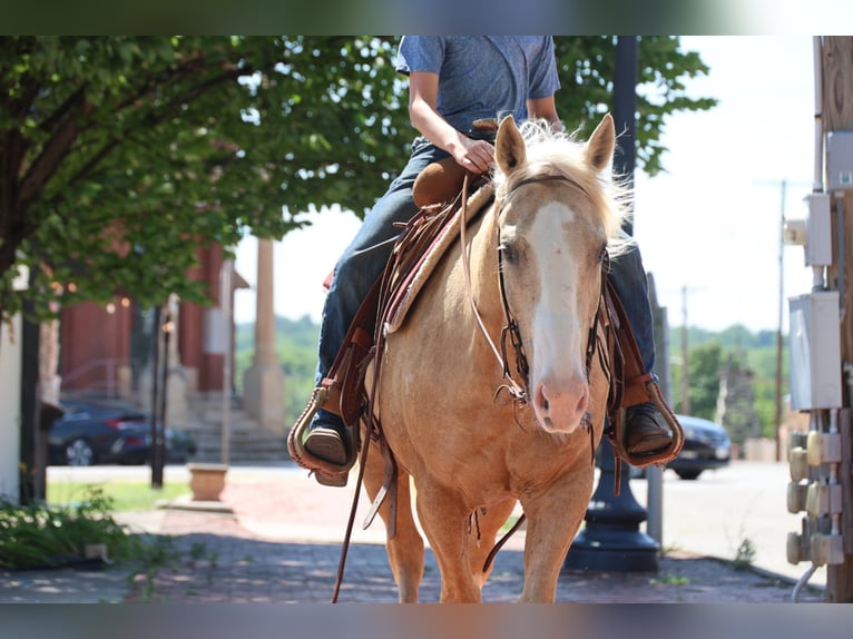 American Quarter Horse Ruin 9 Jaar Palomino in Ripley