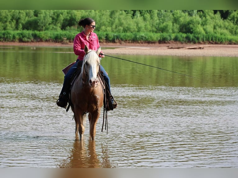 American Quarter Horse Ruin 9 Jaar Palomino in Ripley