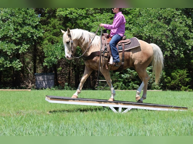 American Quarter Horse Ruin 9 Jaar Palomino in Ripley