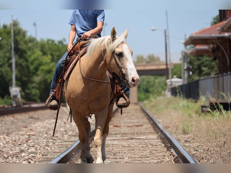 American Quarter Horse Ruin 9 Jaar Palomino in Ripley
