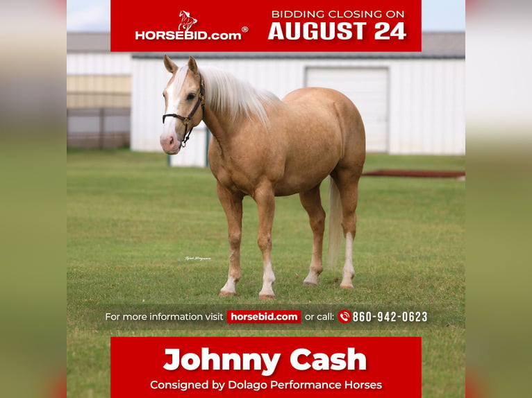 American Quarter Horse Ruin 9 Jaar Palomino in Ripley