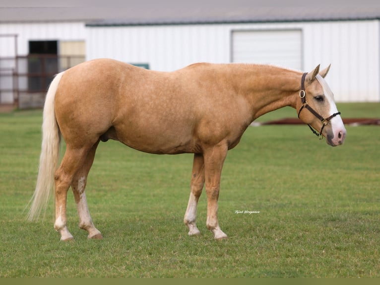 American Quarter Horse Ruin 9 Jaar Palomino in Ripley