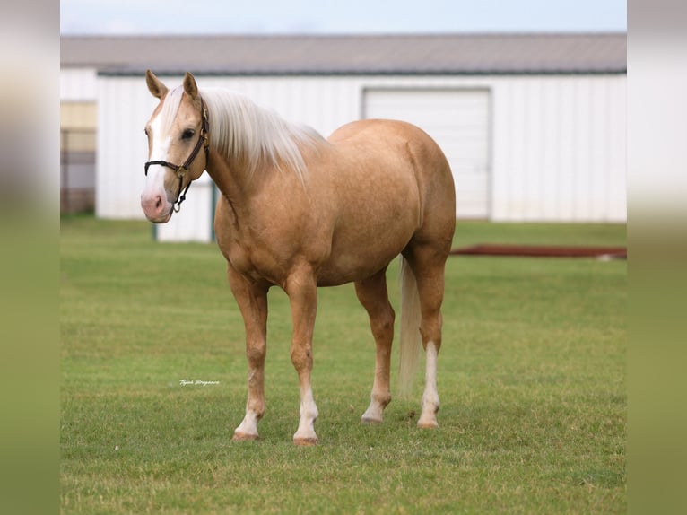 American Quarter Horse Ruin 9 Jaar Palomino in Ripley