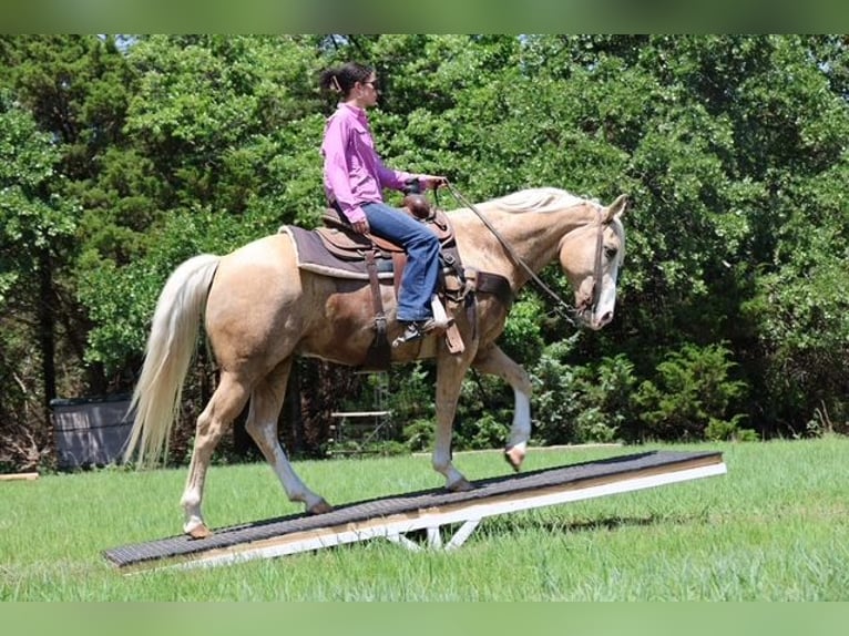 American Quarter Horse Ruin 9 Jaar Palomino in Ripley