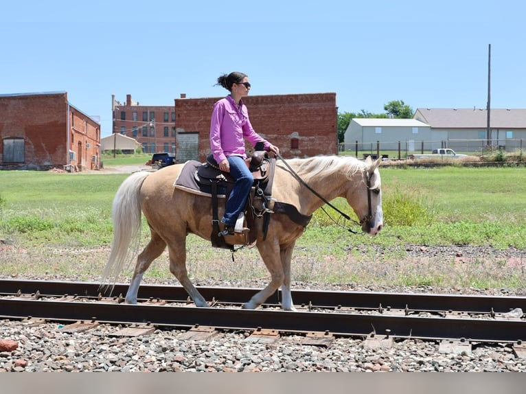 American Quarter Horse Ruin 9 Jaar Palomino in Ripley