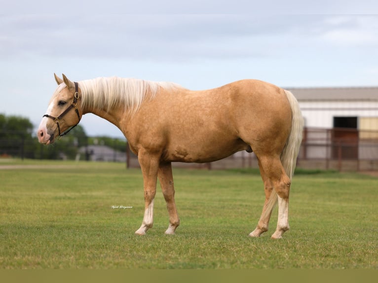 American Quarter Horse Ruin 9 Jaar Palomino in Ripley