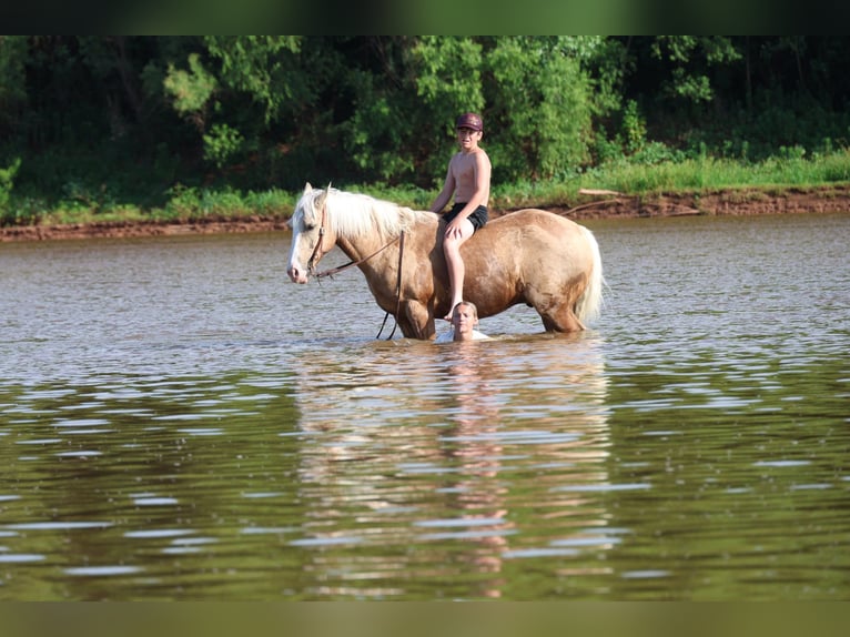 American Quarter Horse Ruin 9 Jaar Palomino in Ripley