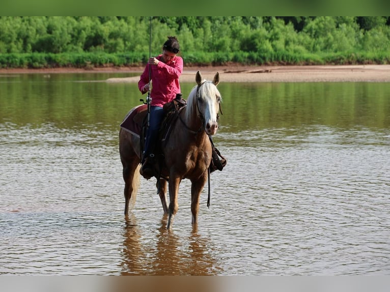 American Quarter Horse Ruin 9 Jaar Palomino in Ripley