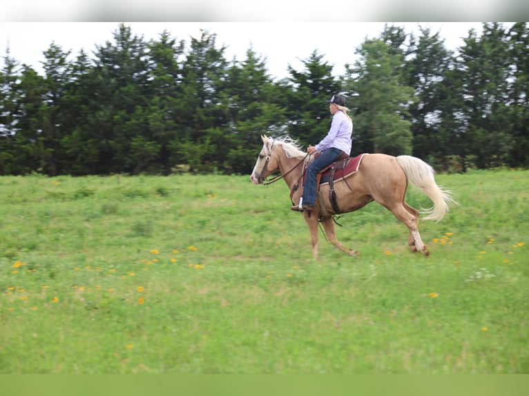 American Quarter Horse Ruin 9 Jaar Palomino in Ripley