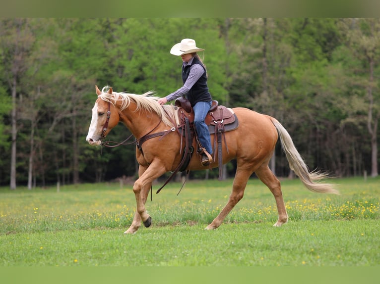 American Quarter Horse Ruin 9 Jaar Palomino in Clarion