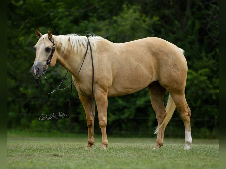 American Quarter Horse Ruin 9 Jaar Palomino in Fariana IL