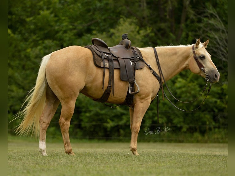 American Quarter Horse Ruin 9 Jaar Palomino in Fariana IL