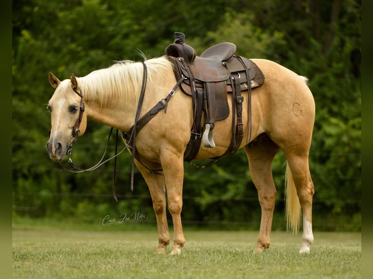 American Quarter Horse Ruin 9 Jaar Palomino in Fariana IL