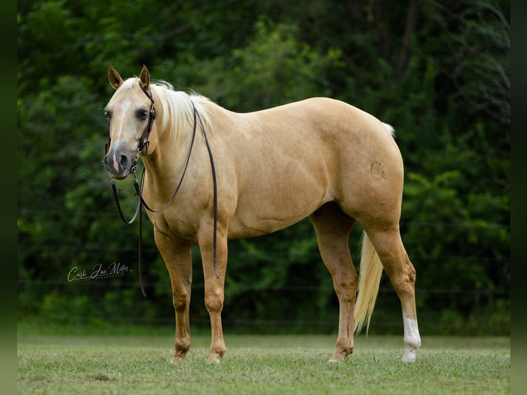 American Quarter Horse Ruin 9 Jaar Palomino in Fariana IL