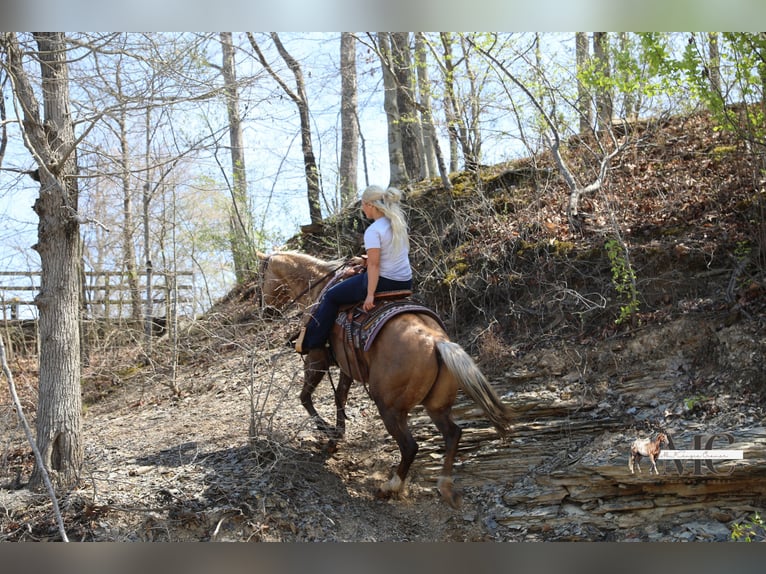 American Quarter Horse Ruin 9 Jaar Palomino in North Bloomfield