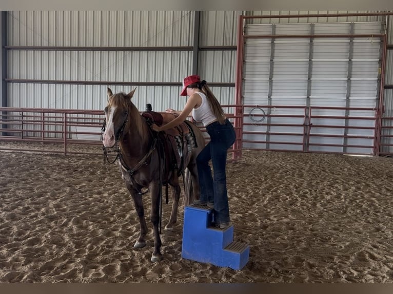 American Quarter Horse Ruin 9 Jaar Palomino in Ponder, TX