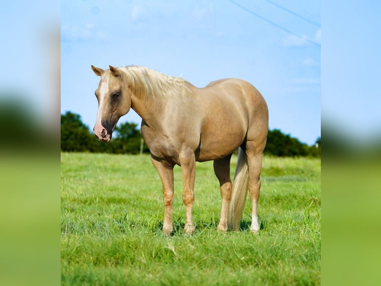 American Quarter Horse Ruin 9 Jaar Palomino in Waco