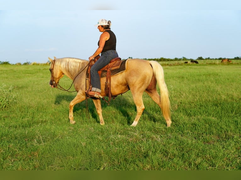 American Quarter Horse Ruin 9 Jaar Palomino in Waco