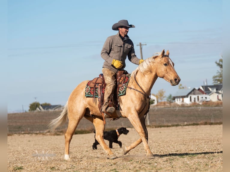 American Quarter Horse Ruin 9 Jaar Palomino in Caldwell ID