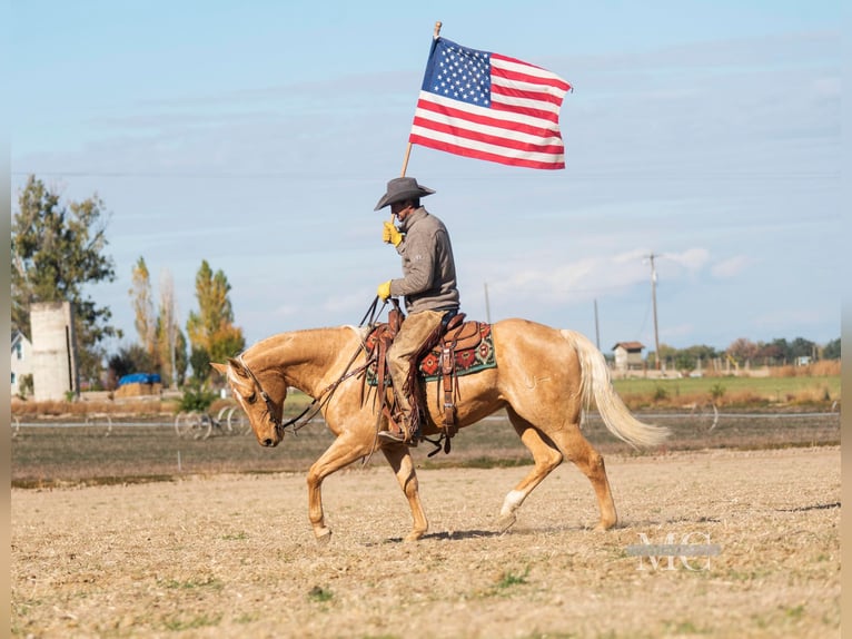 American Quarter Horse Ruin 9 Jaar Palomino in Caldwell ID