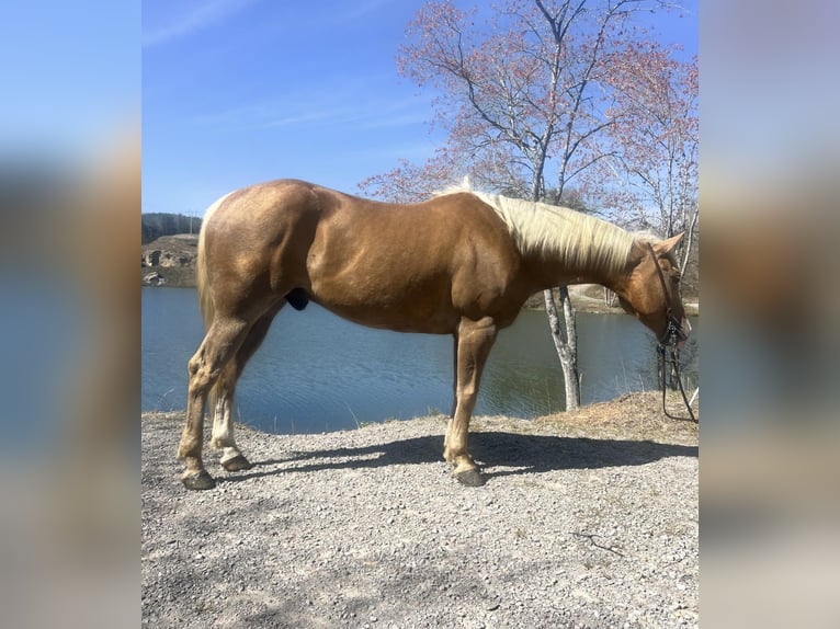 American Quarter Horse Ruin 9 Jaar Palomino in Haleyville Al