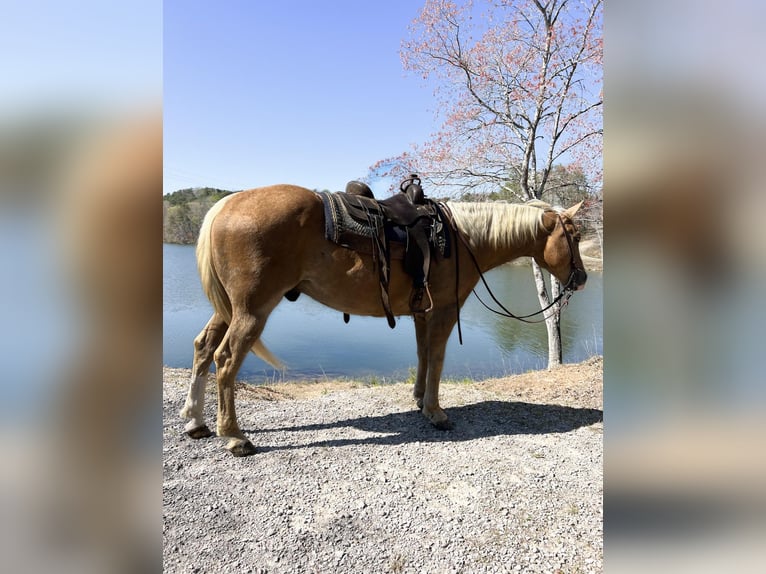 American Quarter Horse Ruin 9 Jaar Palomino in Haleyville Al